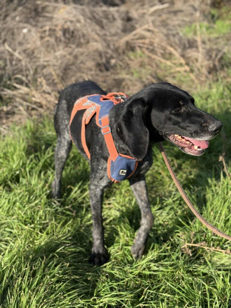 Messenger creation c8c24824 be37 4cd2 82e2 762df199b9f2