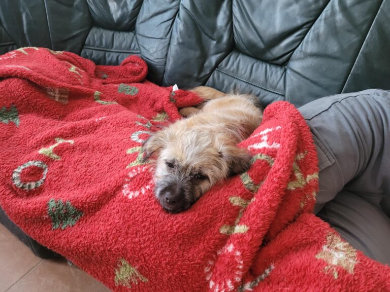 Messenger creation d8d99e37 2844 470e 94ff 2e1315e774a4