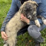 Received 1134165135139319