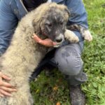 Received 2232391237241436