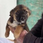 Received 2744729389253681