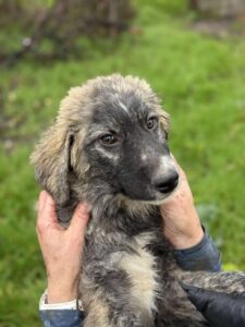 Received 3761116020690061