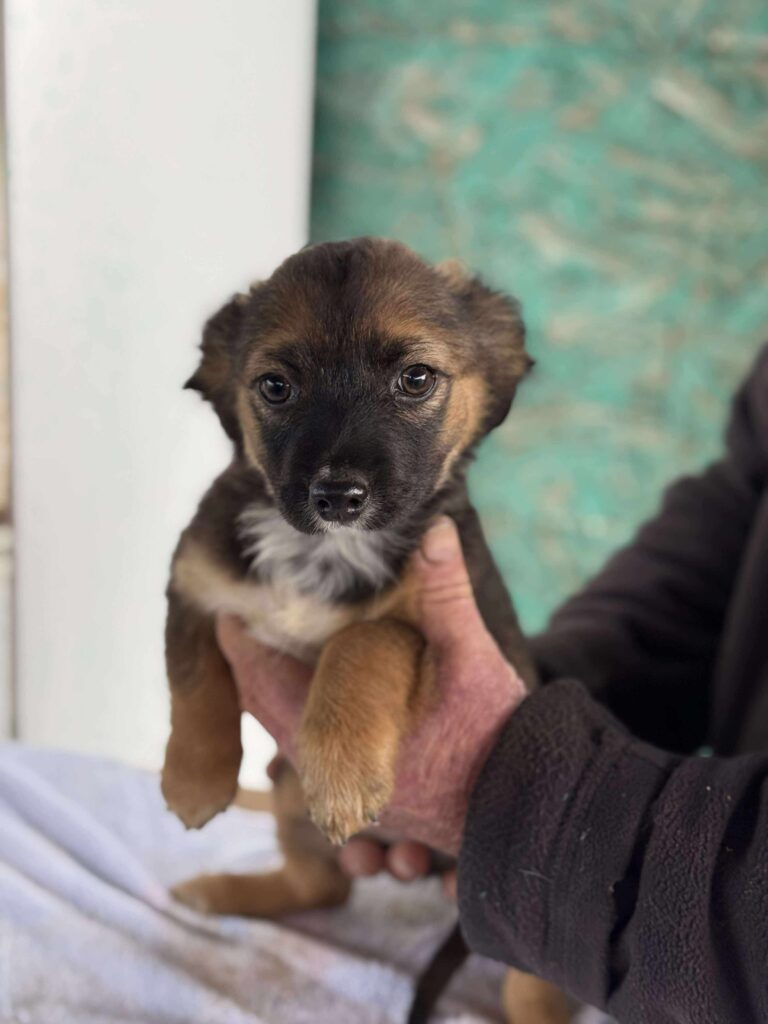 Received 852716110880065