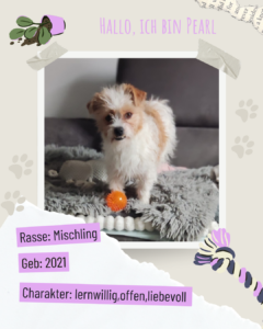 Blau beige zerrissen steckbrief haustier foto instagram post