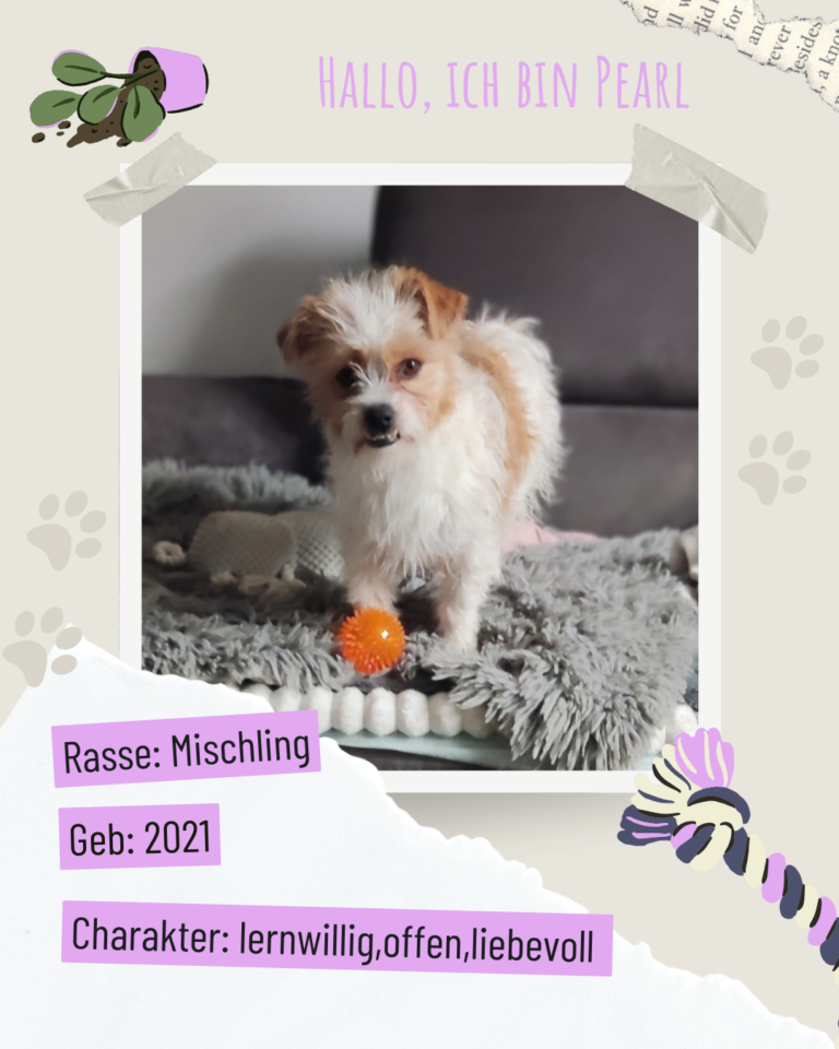 Blau beige zerrissen steckbrief haustier foto instagram post