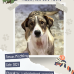 Blau beige zerrissen steckbrief haustier foto instagram post