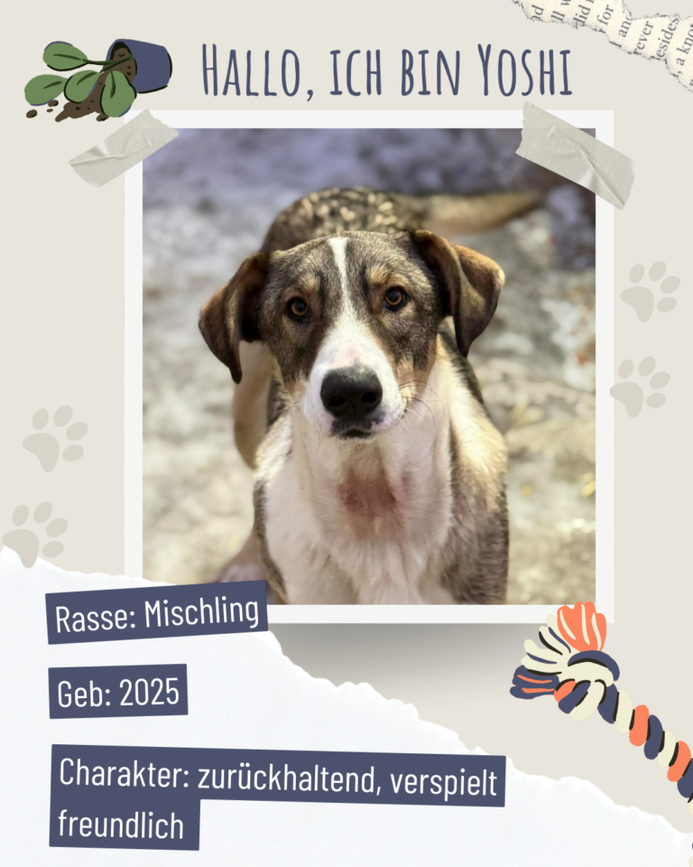 Blau beige zerrissen steckbrief haustier foto instagram post