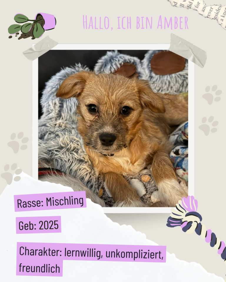 Blau beige zerrissen steckbrief haustier foto instagram post