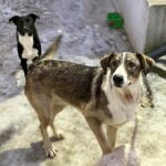 Messenger creation 5ae8cecc 94fa 45a1 8382 fd30dade8b95