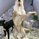 Messenger creation a27302b1 ade8 4d52 9a1d 1efee4565c67