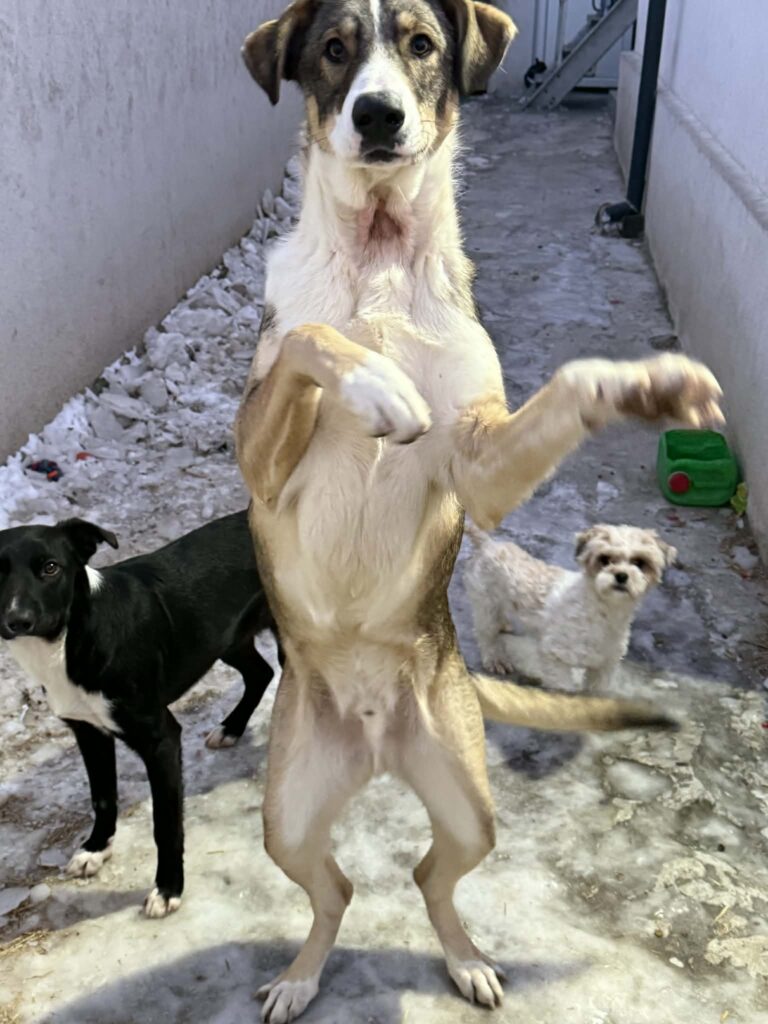 Messenger creation a27302b1 ade8 4d52 9a1d 1efee4565c67