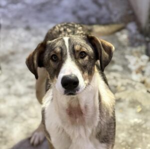 Messenger creation b0259a71 11d8 4d9a 8ef7 f76f7181f765