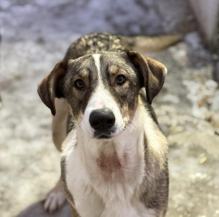 Messenger creation b0259a71 11d8 4d9a 8ef7 f76f7181f765