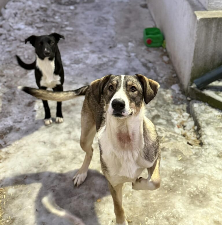 Messenger creation e773b8f7 8d54 4667 8703 25f044eae36d