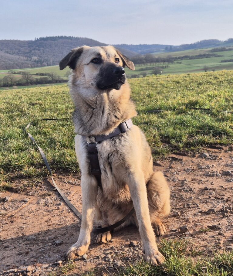 2de6ff87 5332 4753 8153 e698f0fb0e7a