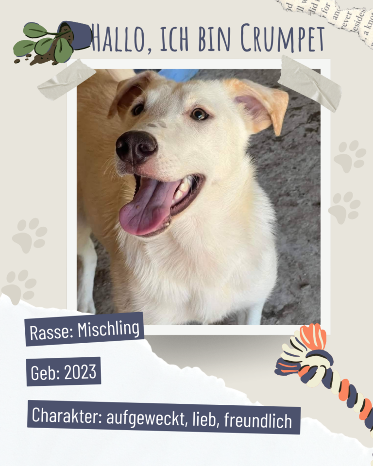 Blau beige zerrissen steckbrief haustier foto instagram post