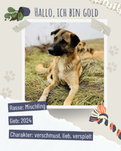 Blau beige zerrissen steckbrief haustier foto instagram post