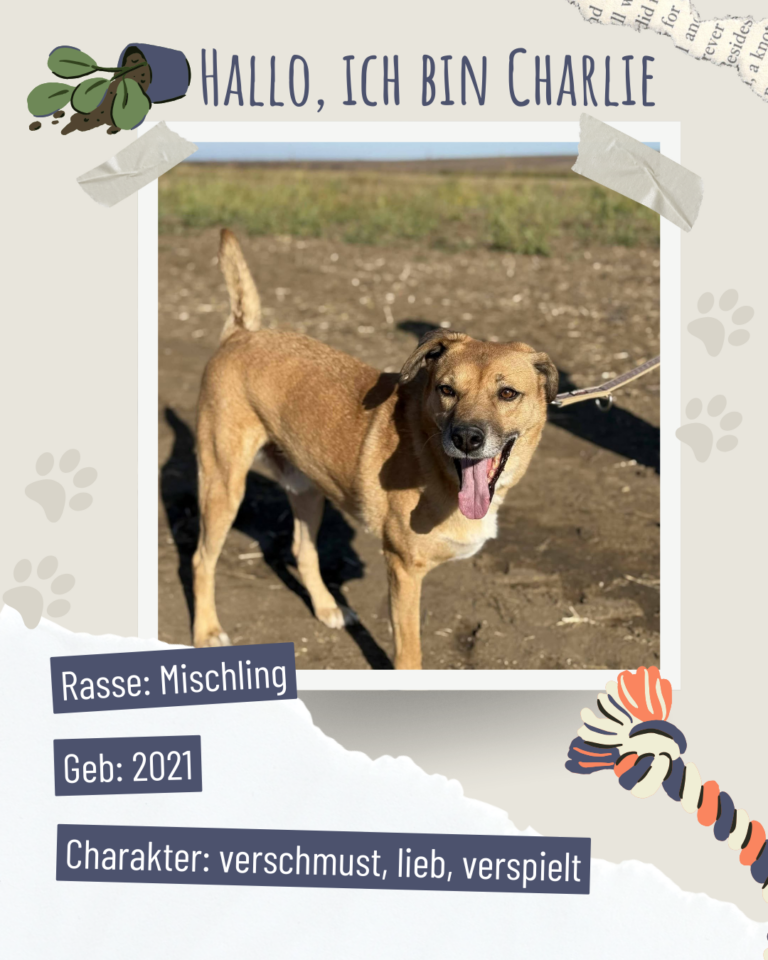 Blau beige zerrissen steckbrief haustier foto instagram post