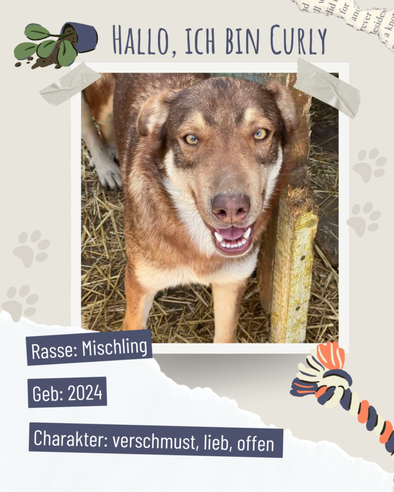 Blau beige zerrissen steckbrief haustier foto instagram post