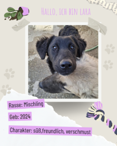 Blau beige zerrissen steckbrief haustier foto instagram post