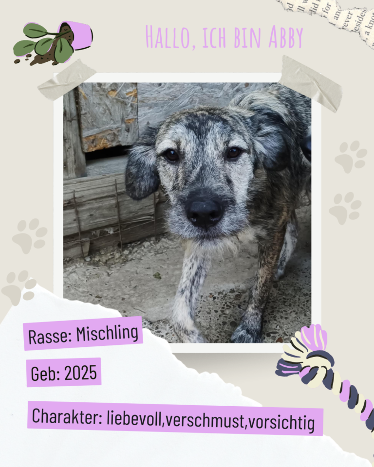 Blau beige zerrissen steckbrief haustier foto instagram post