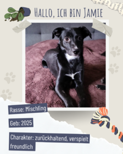 Blau beige zerrissen steckbrief haustier foto instagram post