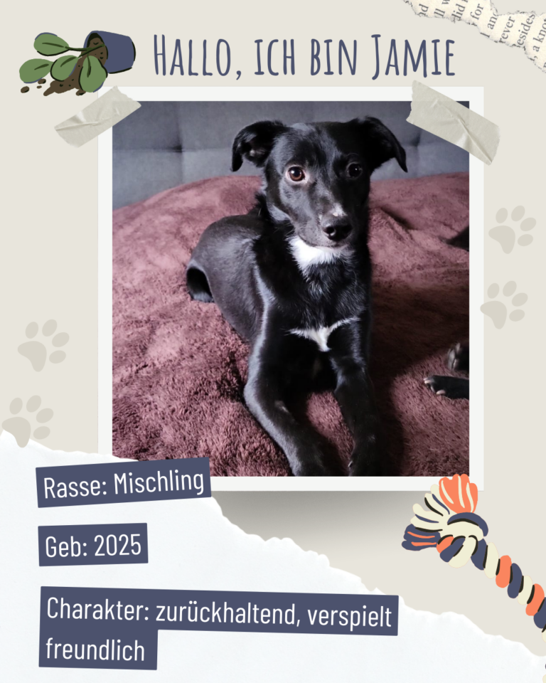 Blau beige zerrissen steckbrief haustier foto instagram post