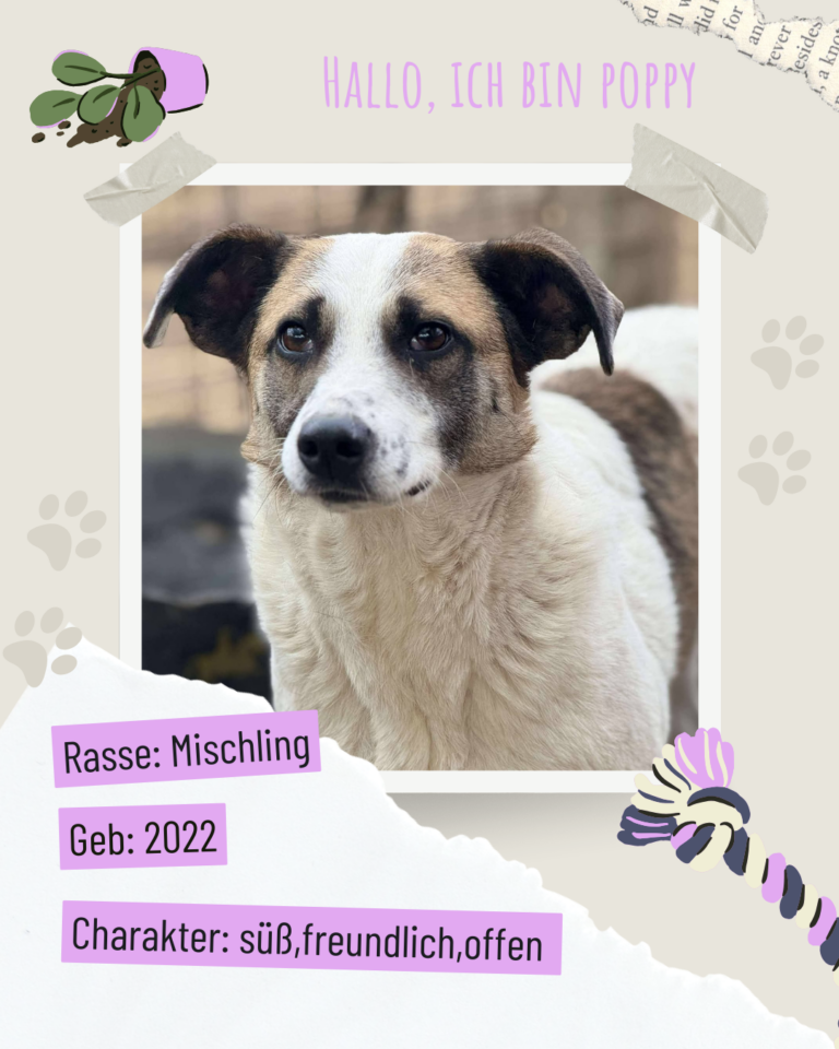 Blau beige zerrissen steckbrief haustier foto instagram post