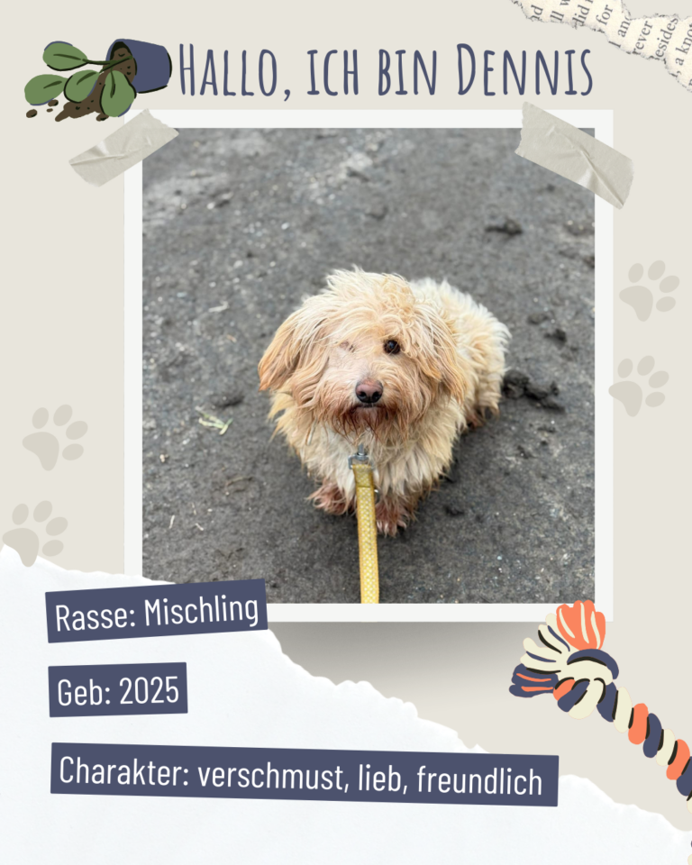 Blau beige zerrissen steckbrief haustier foto instagram post