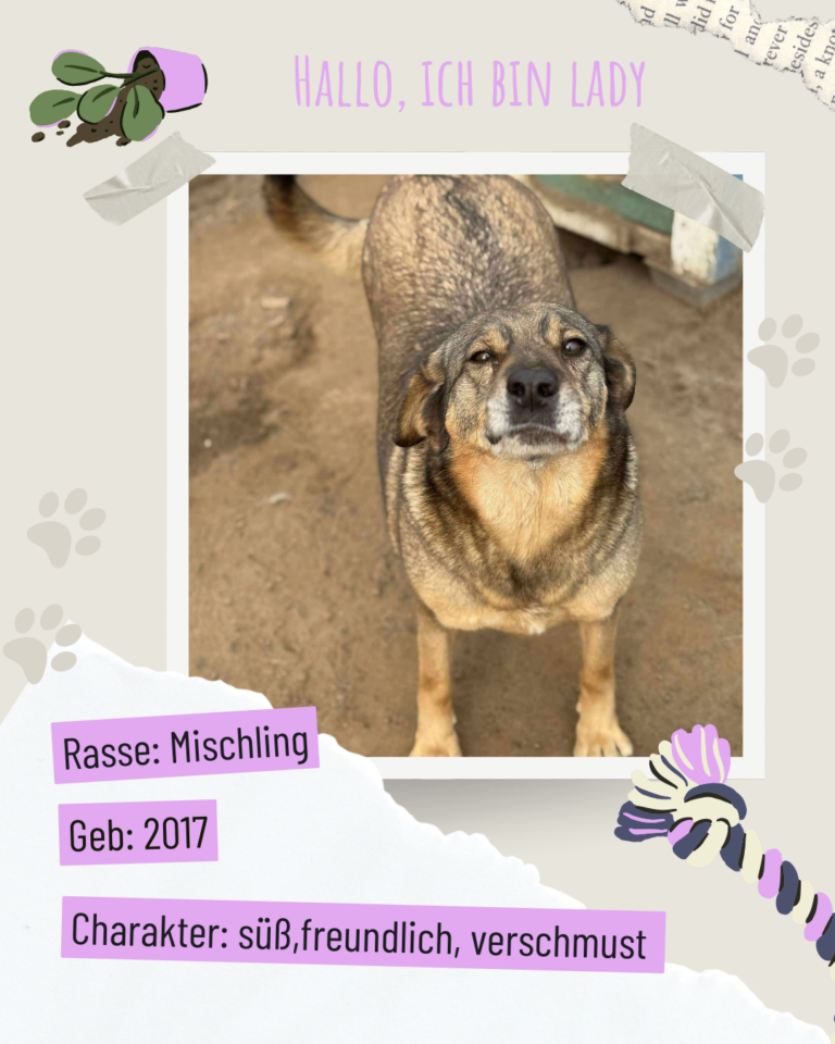 Blau beige zerrissen steckbrief haustier foto instagram post