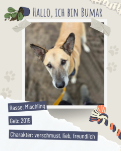 Blau beige zerrissen steckbrief haustier foto instagram post