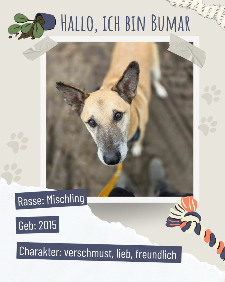 Blau beige zerrissen steckbrief haustier foto instagram post