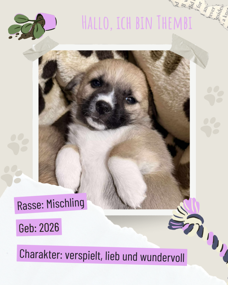 Blau beige zerrissen steckbrief haustier foto instagram post