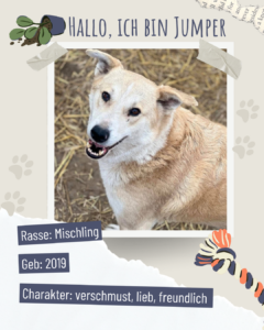 Blau beige zerrissen steckbrief haustier foto instagram post