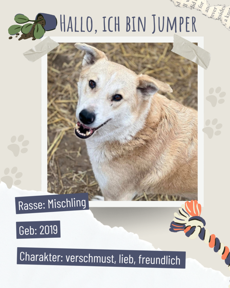 Blau beige zerrissen steckbrief haustier foto instagram post