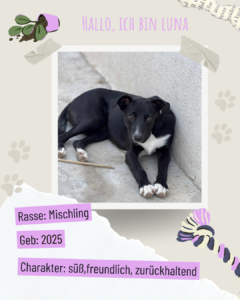 Blau beige zerrissen steckbrief haustier foto instagram post