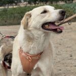 5a661f93 db17 46e4 842e f0cb184e8bff