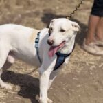 618a4f52 456c 4ccd 8100 9a0a98f67649