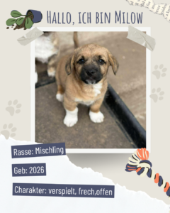 Blau beige zerrissen steckbrief haustier foto instagram post