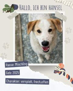 Blau beige zerrissen steckbrief haustier foto instagram post