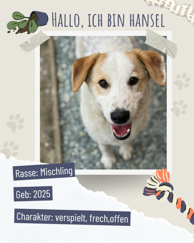 Blau beige zerrissen steckbrief haustier foto instagram post