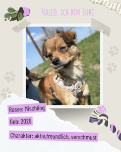 Blau beige zerrissen steckbrief haustier foto instagram post