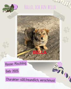 Blau beige zerrissen steckbrief haustier foto instagram post