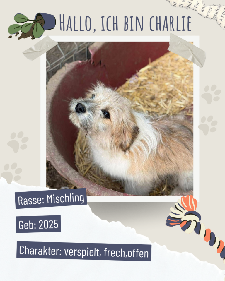 Blau beige zerrissen steckbrief haustier foto instagram post