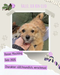 Blau beige zerrissen steckbrief haustier foto instagram post