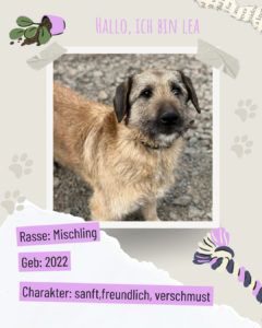 Blau beige zerrissen steckbrief haustier foto instagram post