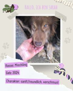 Blau beige zerrissen steckbrief haustier foto instagram post