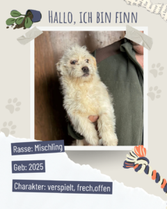 Blau beige zerrissen steckbrief haustier foto instagram post