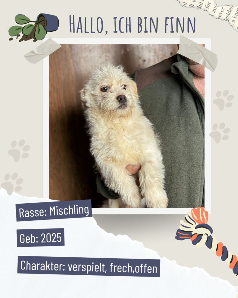 Blau beige zerrissen steckbrief haustier foto instagram post