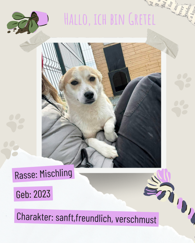 Blau beige zerrissen steckbrief haustier foto instagram post